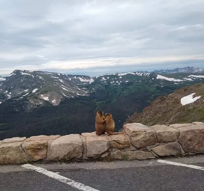 My Sister Accidentally Caught This Pikes Peak Proposal On Camera