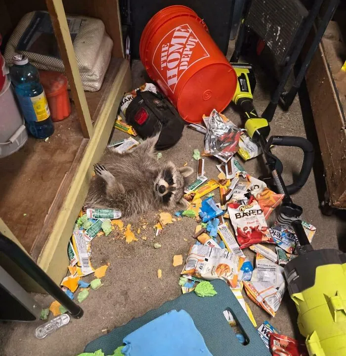 Un mapache se coló en el garaje de mi hermano, se comió un montón de chucherías y engordó tanto que se quedó atrapado debajo de una mesa.