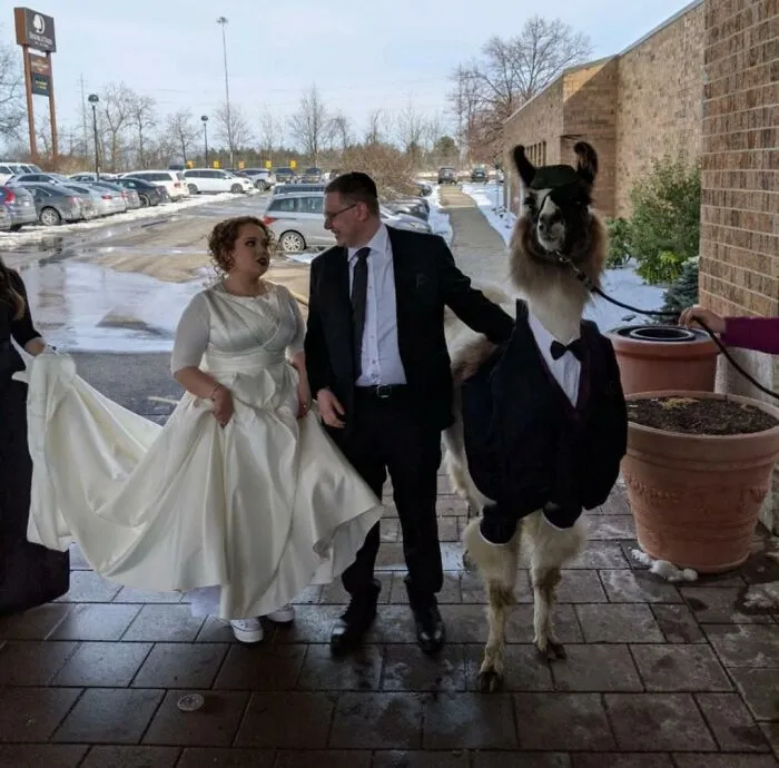 Hace 5 años le prometí a mi hermana que llevaría una llama a su boda