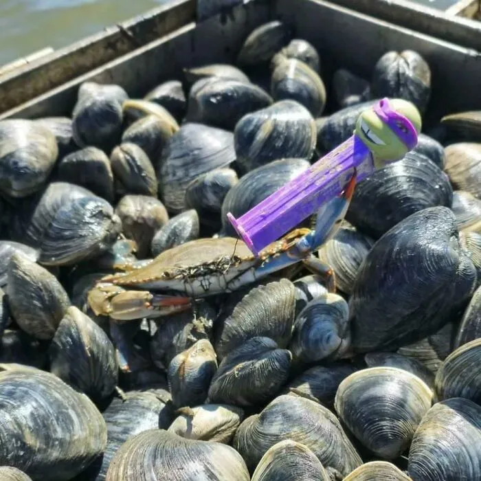 El padre de mi amigo encontró un cangrejo con un dispensador de Pez de Donatello