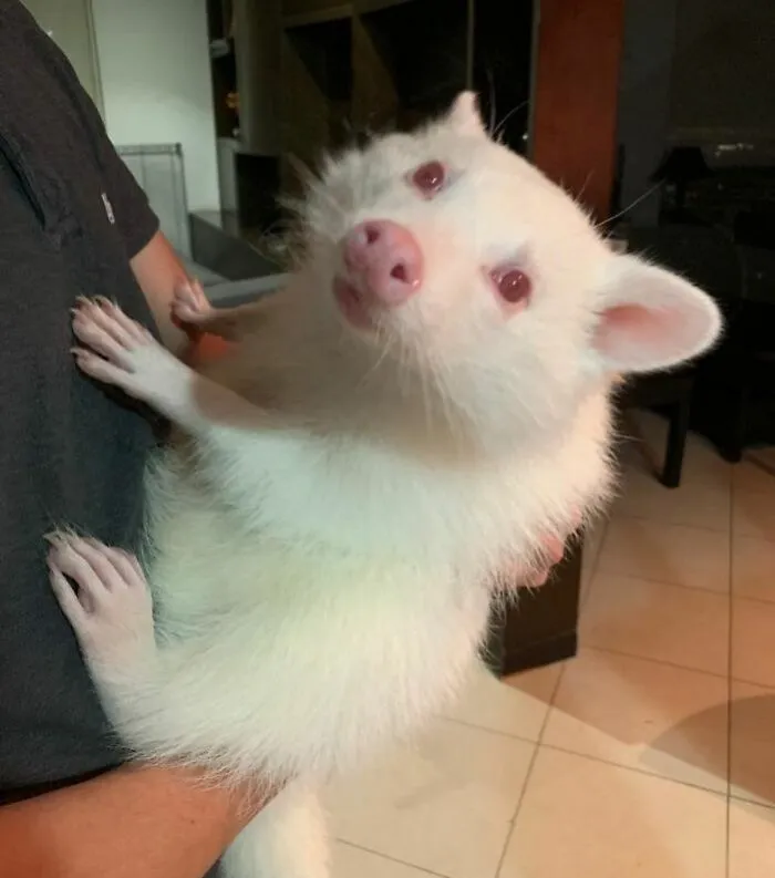 Así es un mapache albino