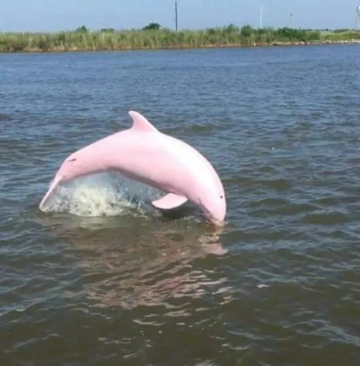 Un amigo mío avistó este delfín en el lago Calcasieu, Luisiana