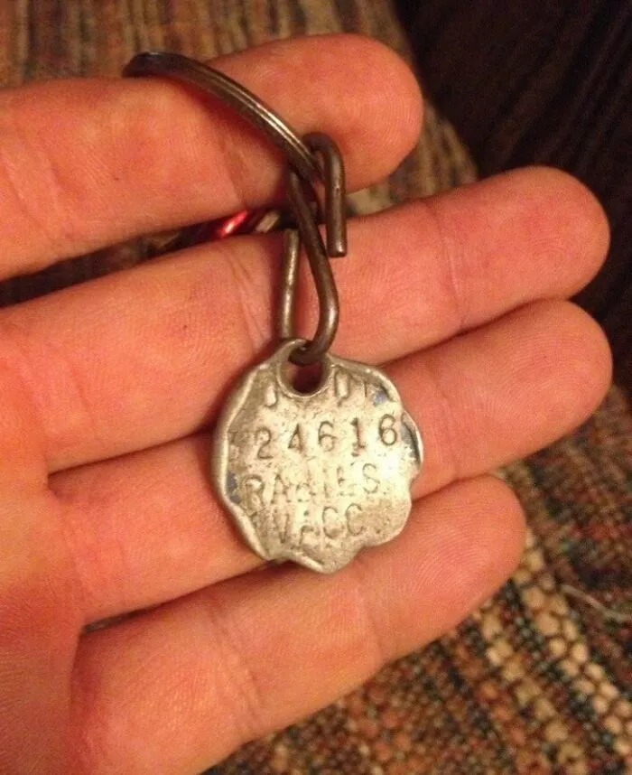 Said Goodbye To By Best Friend After 13 Years. This Is Is Vaccination Tag All Worn Down After A Lifetime Of Tinking Against His Water Bowl. Rip Little Man