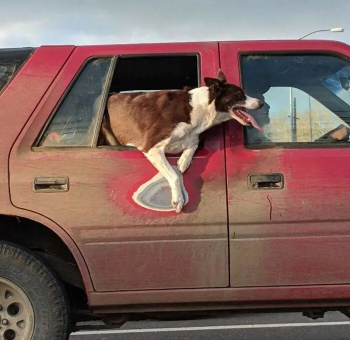 This Dog’s Favorite Spot