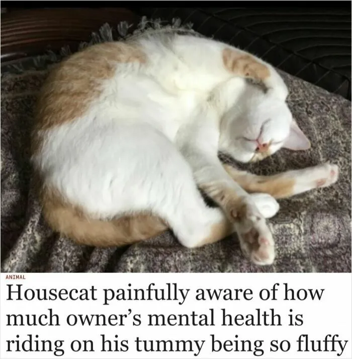 50 Hilarious Memes For People Who Might Have Given Up On Life—But With Humor (New Pics)