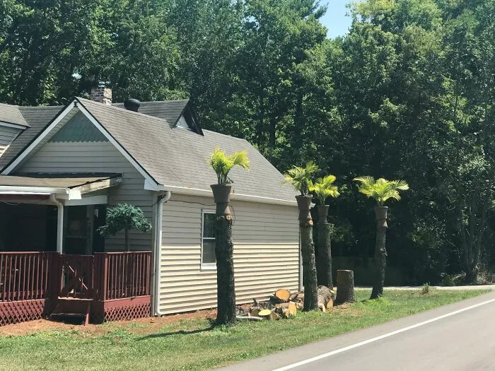 Porque en Indiana no crecen las palmeras