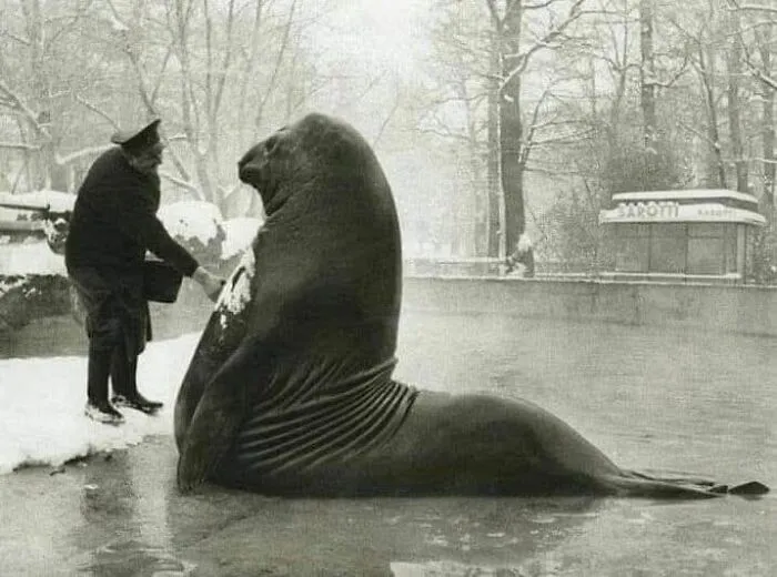 Roland, un elefante marino de 2 toneladas, recibiendo un baño de nieve