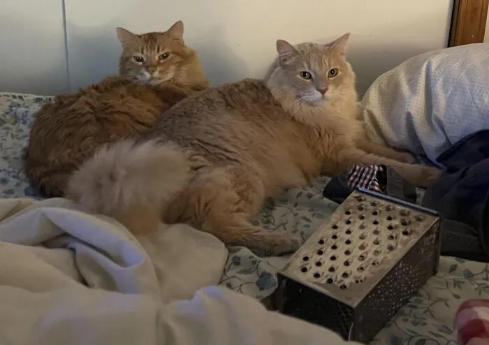 Things Cats Presented To Their Owners Very Proudly (30 Examples)