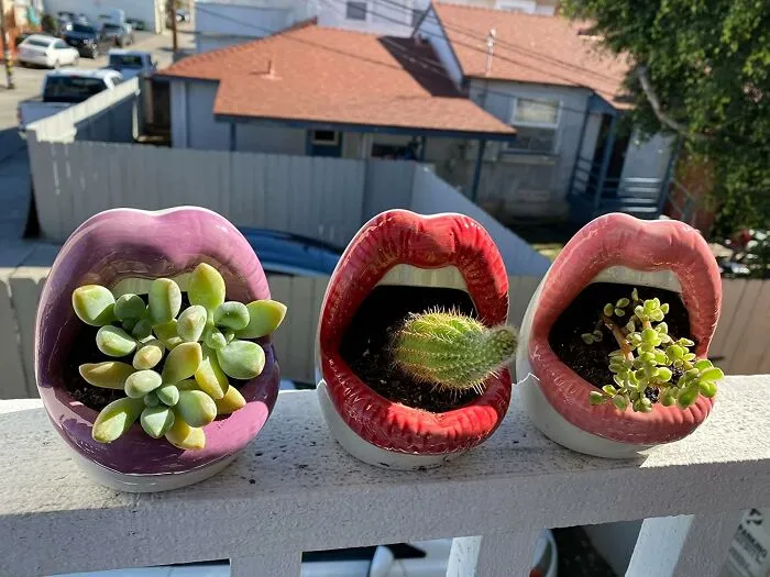 Plant A Smile On Your Face With The Quirky <a Style="Display:inline;" Href="Https://Www.amazon.com/Whjy-Sexy-Planter-Ceramic-Succulent/Dp/B09m6vxwm3?pd_rd_w=5di9w&content-ID=amzn1.sym.00d8f370-C2ec-4432-Aa57-10d669af24cb&pf_rd_p=00d8f370-C2ec-4432-Aa57-10d669af24cb&pf_rd_r=kgc8ttqkrzr79yyh7x2q&pd_rd_wg=afoqj&pd_rd_r=cb745ff0-Fe31-41f7-8a40-797fd4bf8950&pd_rd_i=b09m6vxwm3&th=1&linkcode=ll1&tag=bphawk-20&linkid=c15edcfc49c40fe52c004ac284fd49bf&language=en_us&ref_=as_li_ss_tl" Target="_blank"><span Style="Font: Inherit; Color: #d74b1f;"> Mouth Planter Pots</Span>, A Playful And Offbeat Way To Showcase Your Green Thumb And Add Some Whimsy To Your Space