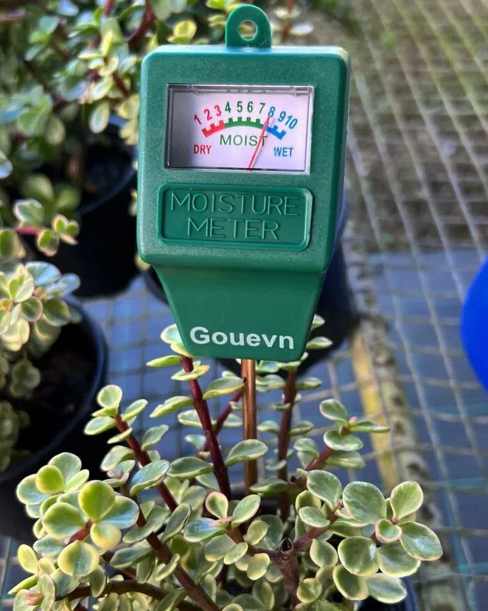 Take The Guesswork Out Of Gardening With The <a Style="Display:inline;" Href="Https://Www.amazon.com/Gouevn-Moisture-Outdoor-Hygrometer-Battery/Dp/B07rddlcbj?ie=utf8&th=1&linkcode=ll1&tag=bporange-20&linkid=45faa36e7c25e937e878eb923522198f&language=en_us&ref_=as_li_ss_tl" Target="_blank"><span Style="Font: Inherit; Color: #d74b1f;"> Soil Moisture Meter</Span>, Providing Precise Readings To Ensure Your Plants Receive Just The Right Amount Of Hydration