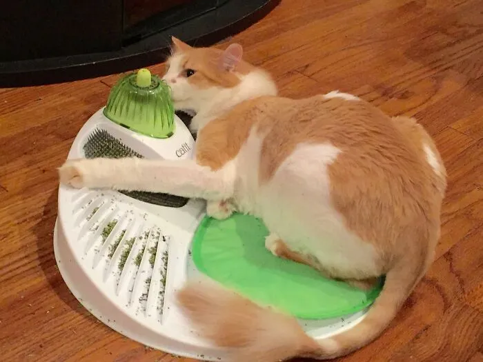 Get Your Kitty's Purr-Fect Fix With This <a Style="Display:inline;" Href="Https://Www.amazon.com/Catit-Senses-2-0-Wellness-Center/Dp/B00d3ni4eu?ie=utf8&th=1&linkcode=ll1&tag=bparmadillo-20&linkid=099e88f71af3ebb0de1079e880a986d4&language=en_us&ref_=as_li_ss_tl" Target="_blank"><span Style="Font: Inherit; Color: #d74b1f;"> Catnip Station </Span> That's The Cat's Meow For A Whisker-Ific Good Time