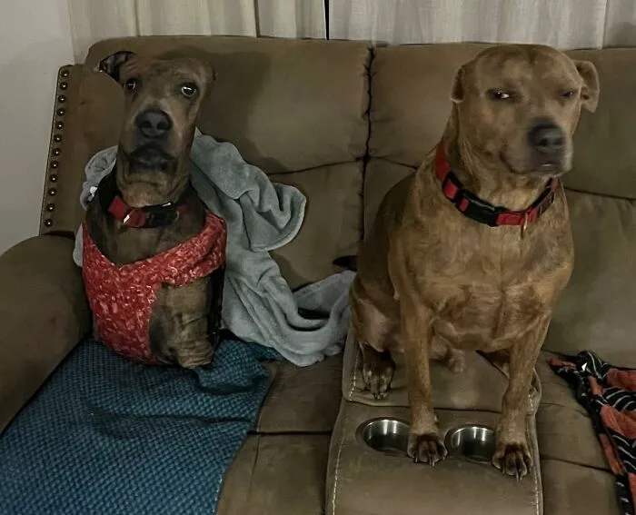 Because Your Pup's Face Belongs On A Pillow, Duh! Get A  <a Style="Display:inline;" Href="Https://Www.amazon.com/Fetnhu-Customized-Abstract-Personalized-Pillow-No/Dp/B0d3hqpgfd?ie=utf8&linkcode=ll1&tag=bpkoala-20&linkid=d3cafbc4c7d61ab56291613ee77329e3&language=en_us&ref_=as_li_ss_tl" Target="_blank"><span Style="Font: Inherit; Color: #d74b1f;"> Custom Dog Pillows </Span> With Your Furry BFF's Adorable Mug On It And Level Up Your Snuggle Game