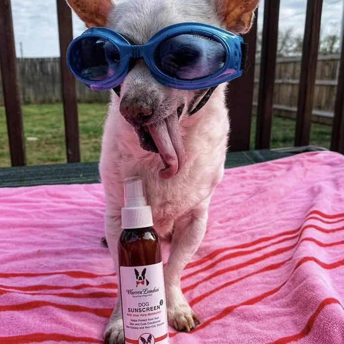 Pamper Your Pup With The <a Style="Display:inline;" Href="Https://Www.amazon.com/Dp/B01mg8c61z?ascsubtag=7631705%2c34%2c36%2cd%2c0%2c0%2c0%2c900%3a2%3b974%3a2%3b1338%3a1%2c43987476%2c0%2c0%2c0&btn_ref=srctok-BF6e2dfa8bab82bf&th=1&linkcode=ll1&tag=bpapple-20&linkid=191d171d3671df9d017b0e0e965d1799&language=en_us&ref_=as_li_ss_tl" Target="_blank"><span Style="Font: Inherit; Color: #d74b1f;"> Dog Sunscreen</Span>, Because Even Furry Friends Need Protection From Those Harsh Spring Rays (And Adorable Nose Burns Are So Last Season)