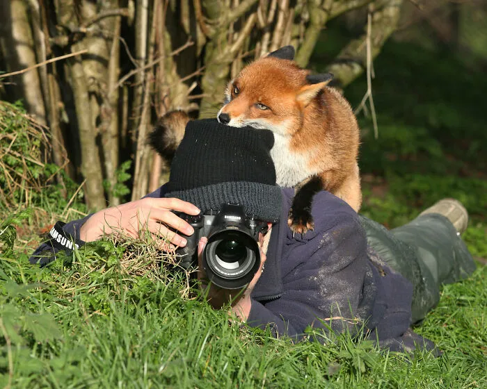 21 Funny Moments When Animals Disturbed Wildlife Photographers At Work