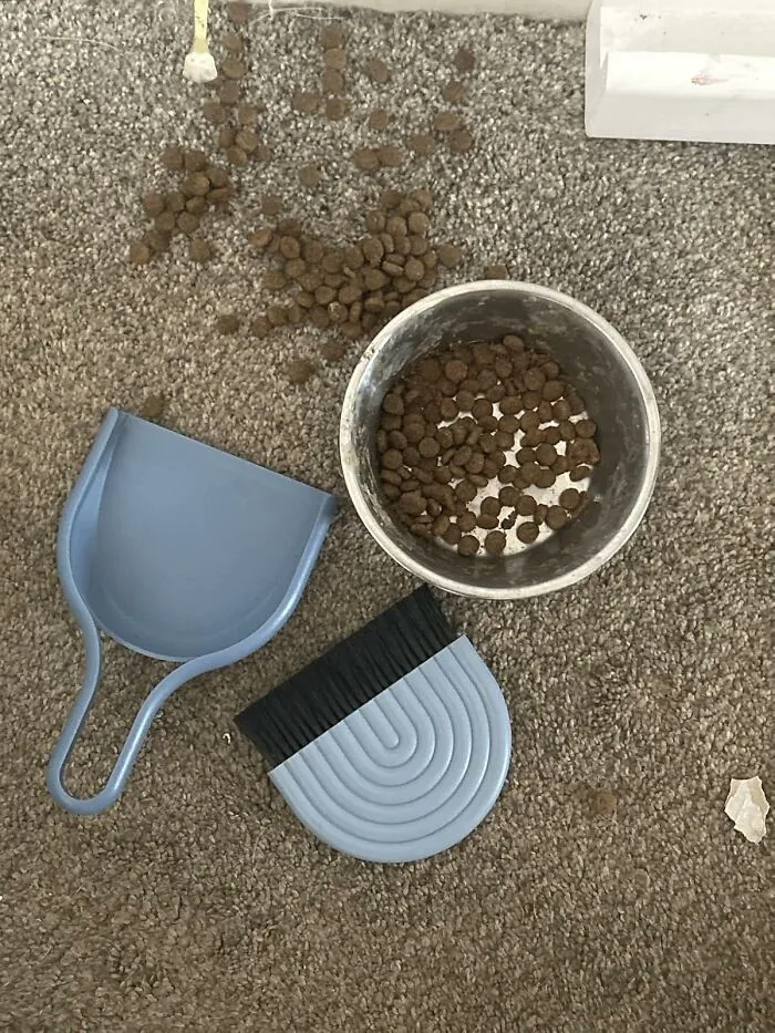 Sweeping Up Just Got A Stylish Upgrade With The <a Style="Display:inline;" Href="Https://Www.amazon.com/Peleg-Design-Dustarch-Dustpan-Handheld/Dp/B0dt4jdgyd?ie=utf8&th=1&linkcode=ll1&tag=bppelican-20&linkid=31a96d772f2e113c9513b72d86701119&language=en_us&ref_=as_li_ss_tl" Target="_blank"> <span Style="Font: Inherit; Color: #d74b1f;"> Stylish Mini Dustpan And Broom </Span> That Proves Even The Humblest Of Tasks Can Be Done With Flair