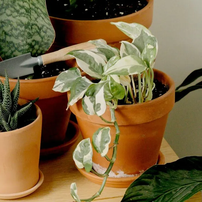 Bring Some Low-Maintenance Greenery Into Your Home This Spring With The <a Style="Display:inline;" Href="Https://Www.amazon.com/Dp/B09xwwkrqw?th=1&linkcode=ll1&tag=bpcamel-20&linkid=6a58c560e009f13c9248cdaf9b8dab35&language=en_us&ref_=as_li_ss_tl" Target="_blank"><span Style="Font: Inherit; Color: #d74b1f;"> Live Pothos Plants </Span> That Thrive In Any Space