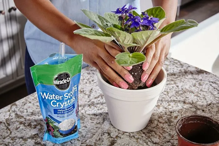 Give Your Plants A Thirst-Quenching Boost With The Innovative <a Style="Display:inline;" Href="Https://Www.amazon.com/Dp/B0042yyvyg?ascsubtag=7838243%2c4%2c30%2cd%2c0%2c0%2c0%2c900%3a2%3b974%3a1%3b1338%3a1%2c59391742%2c0%2c0%2cgoogle&btn_ref=srctok-C4ea57677ac392b2&th=1&linkcode=ll1&tag=bphawk-20&linkid=8764d0c7b0d0bf10854a6cafcee1d7e9&language=en_us&ref_=as_li_ss_tl" Target="_blank"><span Style="Font: Inherit; Color: #d74b1f;"> Miracle-Gro Water Storing Crystals</Span>, A Game-Changing Way To Help Your Plants Survive And Thrive, Even When The Watering Can Is Forgotten