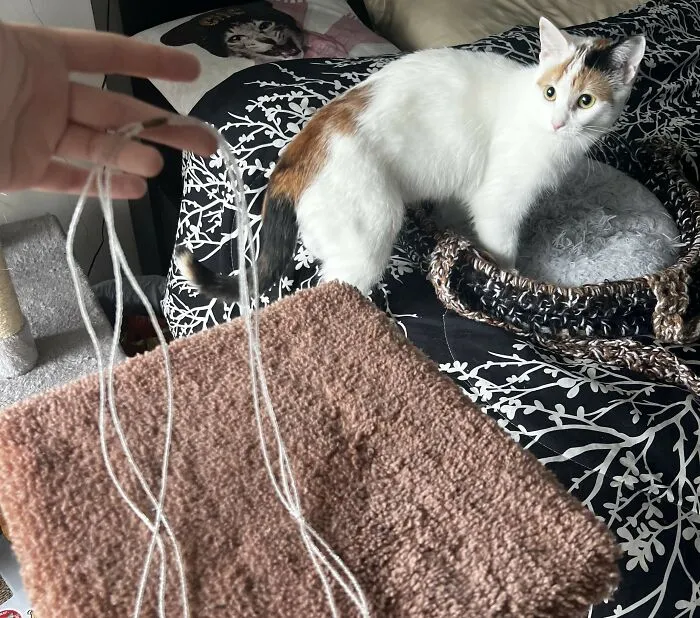 Things Cats Presented To Their Owners Very Proudly (30 Examples)