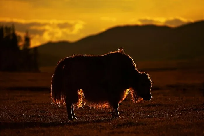 30 Striking Images That Capture The Essence Of Life And Heritage Across Different Cultures By Andrew Newey