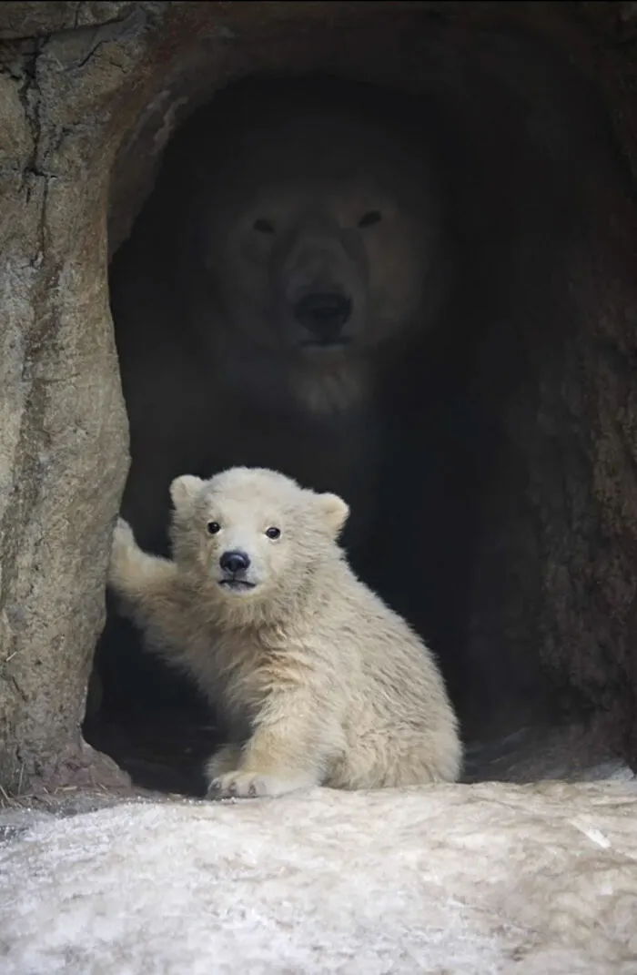 Madre osa polar vigilante