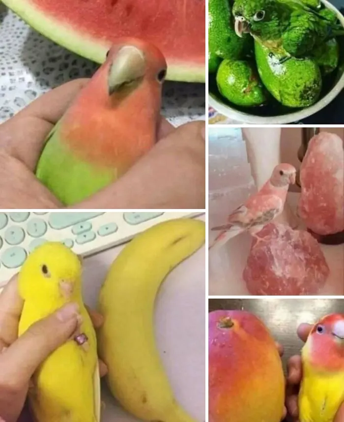 20 Memes salvajes sobre comida caótica que te dejarán sin palabras