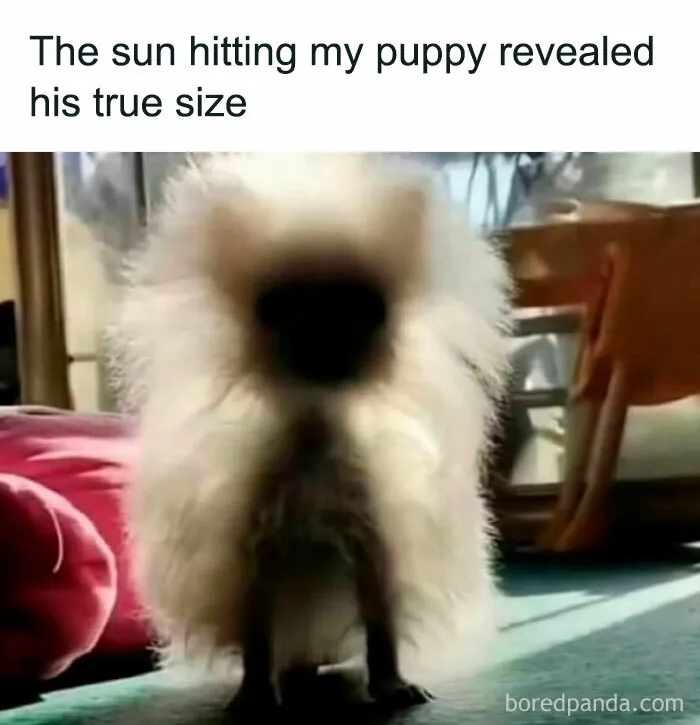 50 Memes That Made The Internet Laugh And Might Make You Chuckle Too