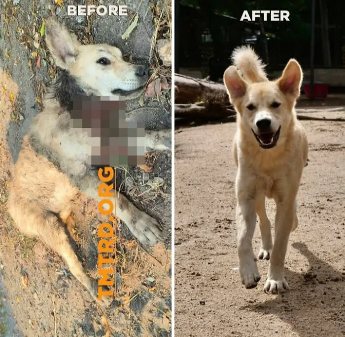 From Skin And Bones To Happy And Healthy: These Dog Transformations Might Melt Your Heart (17 Pics)