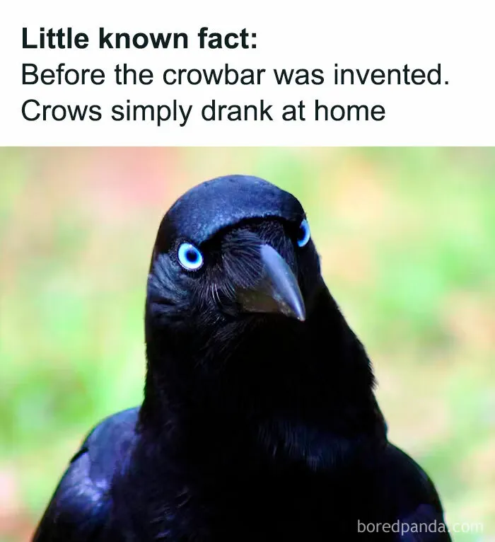 Funny and awkward animal post featuring a crow with humorous text about crowbars.