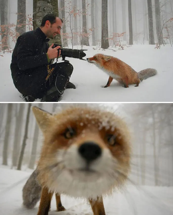 21 Funny Moments When Animals Disturbed Wildlife Photographers At Work