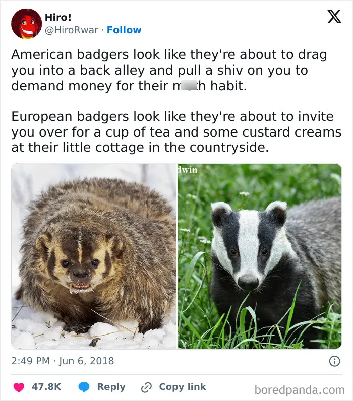 Badger