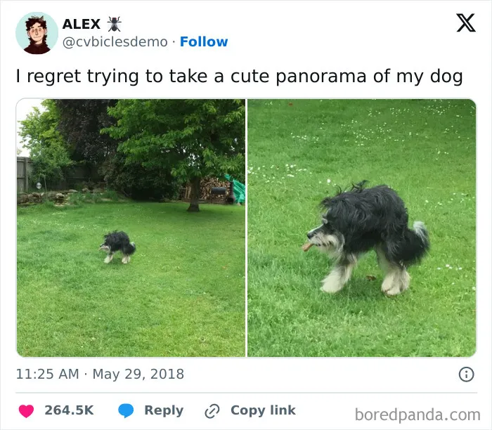 Looks Like A Mullet With Legs