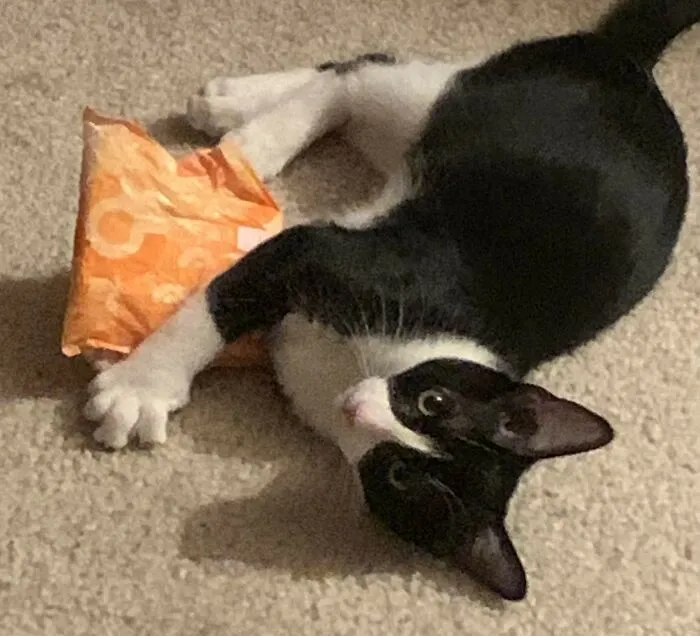 Things Cats Presented To Their Owners Very Proudly (30 Examples)