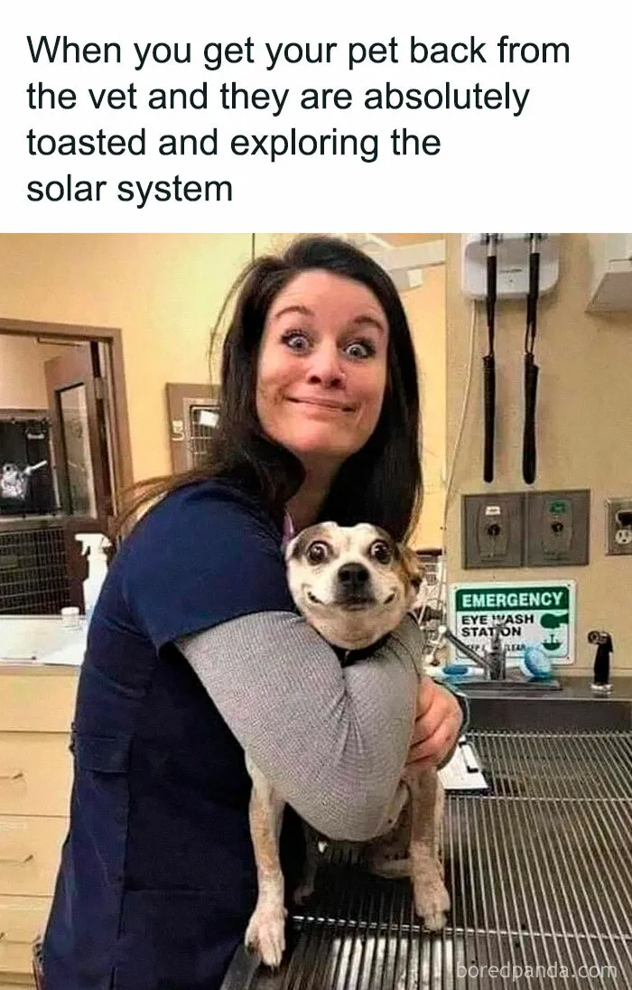 50 Funny Pics Featuring All Kinds Of Animals To Brighten Up Your Day (New Pics)