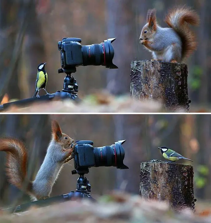 21 Funny Moments When Animals Disturbed Wildlife Photographers At Work