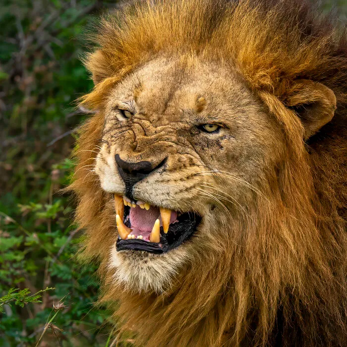 This Photographer Captures Nature’s Quiet Beauty Through His 39 Powerful Wildlife Photos