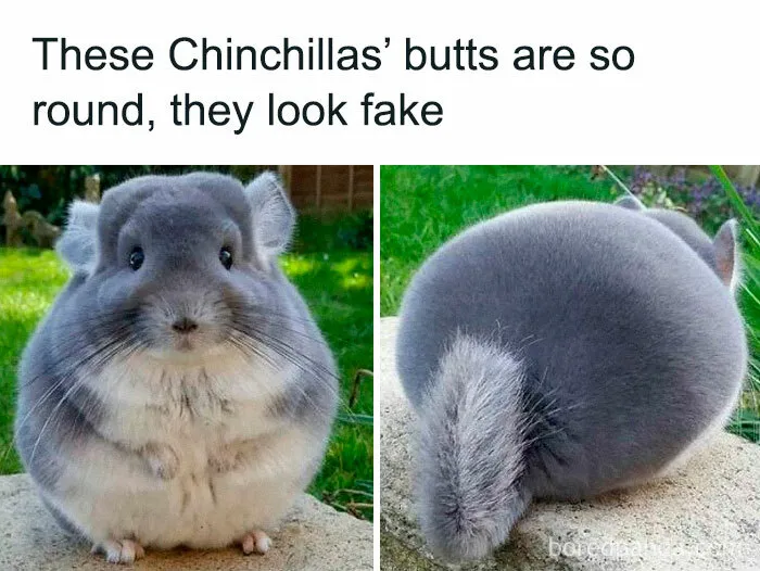Two chinchillas with comically round backsides, looking delightfully awkward.