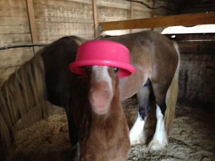 50 Times Animals Acted So Weird They Ended Up On The “Not My Animal” Page (New Pics)