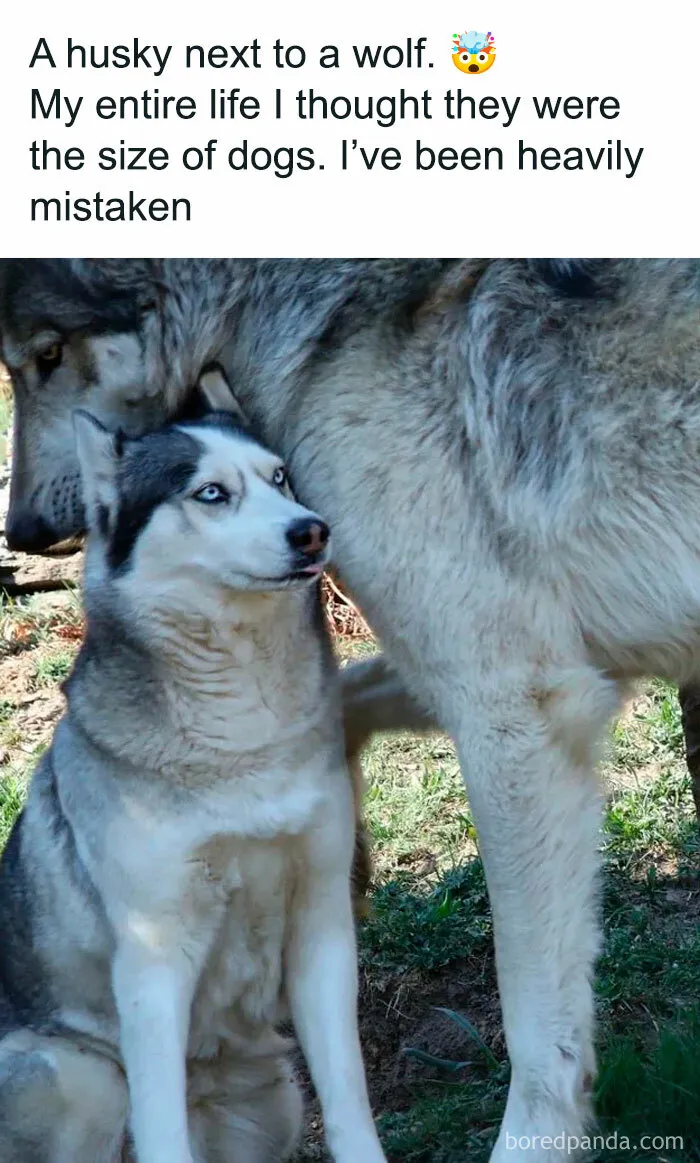 Husky next to a large wolf, showcasing funny and awkward animal size comparison.