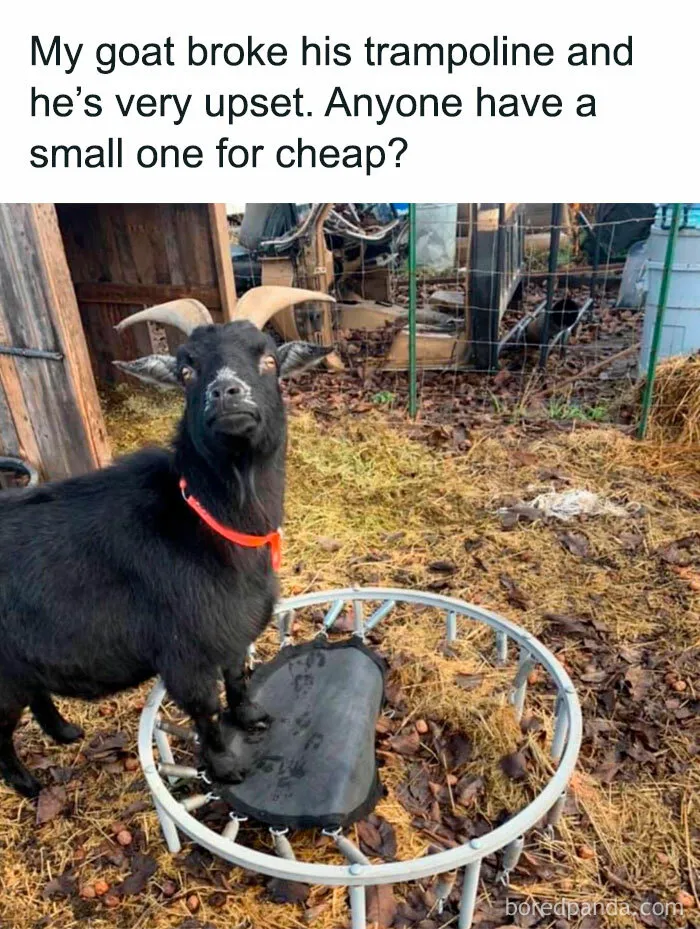 A goat stands on a broken mini trampoline in a yard, looking puzzled.
