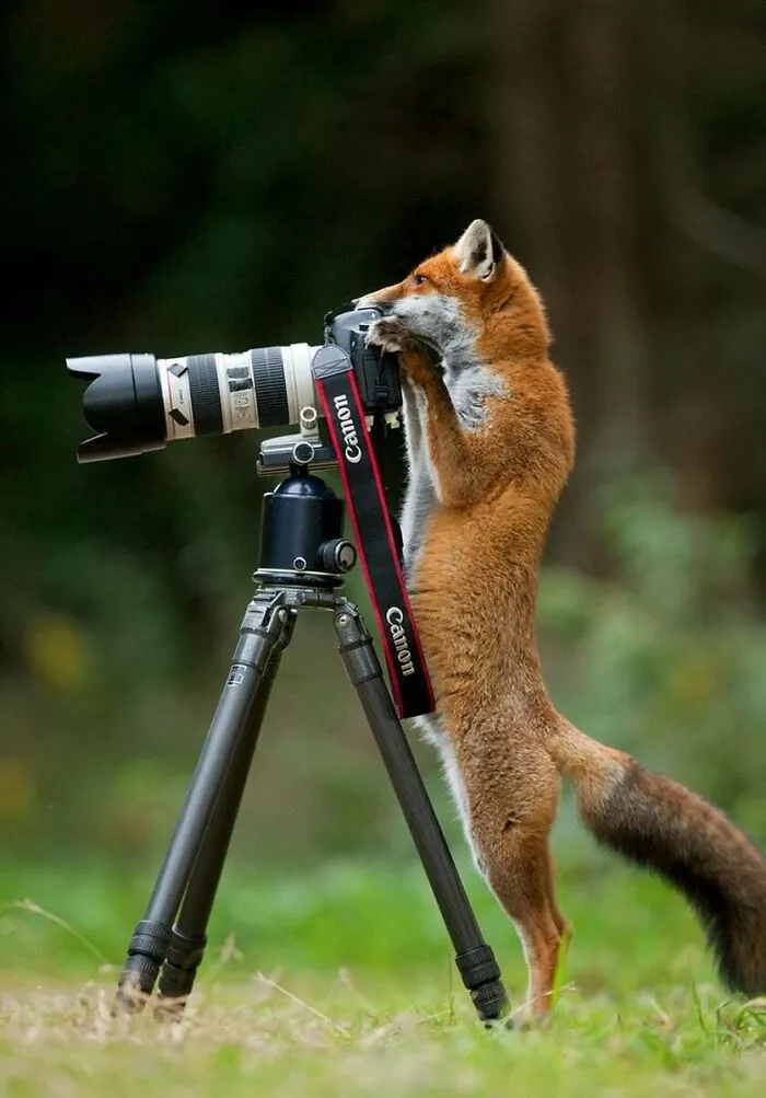 21 Funny Moments When Animals Disturbed Wildlife Photographers At Work