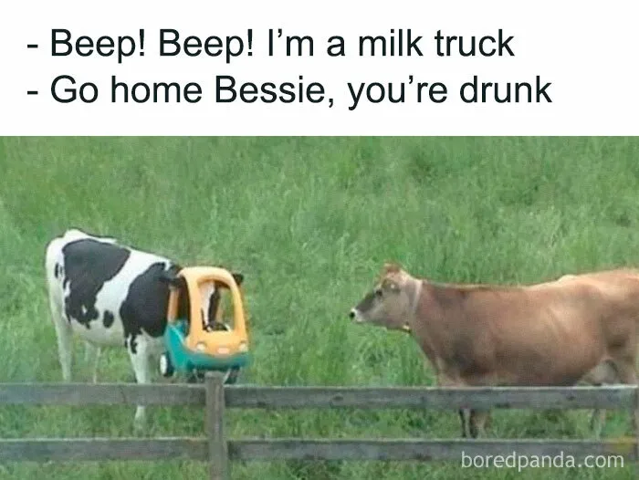 Two cows in a field, with one wearing a toy car, humorously captioned about being a milk truck.