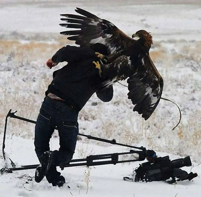 21 Funny Moments When Animals Disturbed Wildlife Photographers At Work