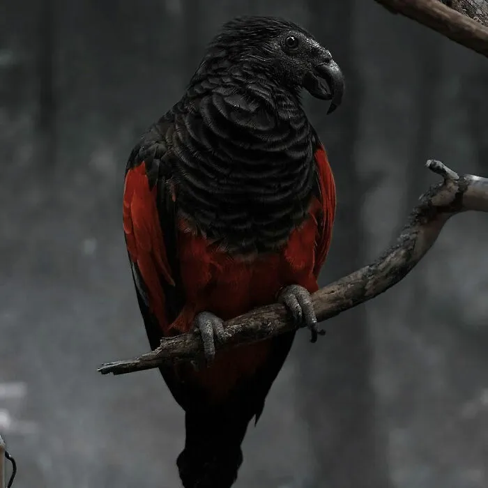Loro negro y rojo posado en una rama en el bosque, demostrando la sorprendente diversidad de la naturaleza.