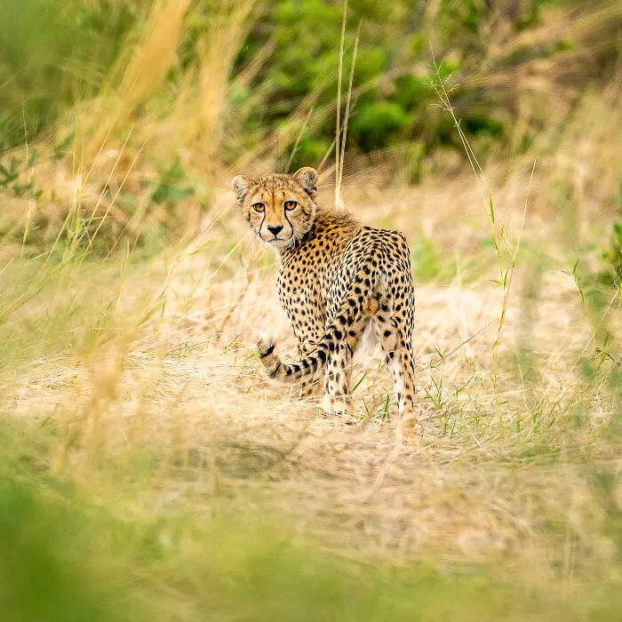 This Photographer Captures Nature’s Quiet Beauty Through His 39 Powerful Wildlife Photos