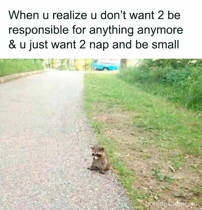 Funny and awkward raccoon sitting on path, looking relatable with humorous caption about wanting to nap and be small.