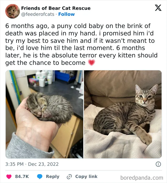 If You Need A Laugh, These 50 Cat Memes Have You Covered