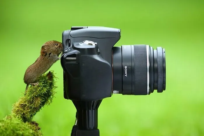 21 Funny Moments When Animals Disturbed Wildlife Photographers At Work
