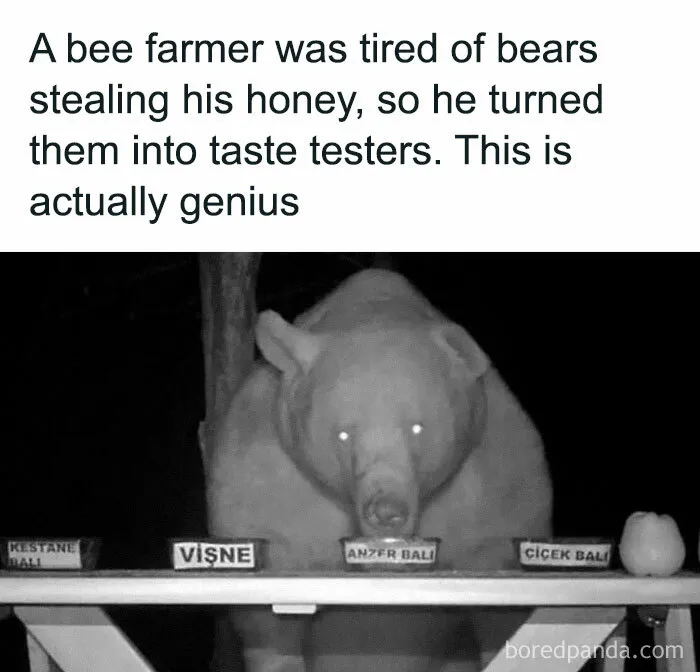 Bear taste-testing honey in a funny and awkward animal moment at night, with jars labeled in front of the bear.