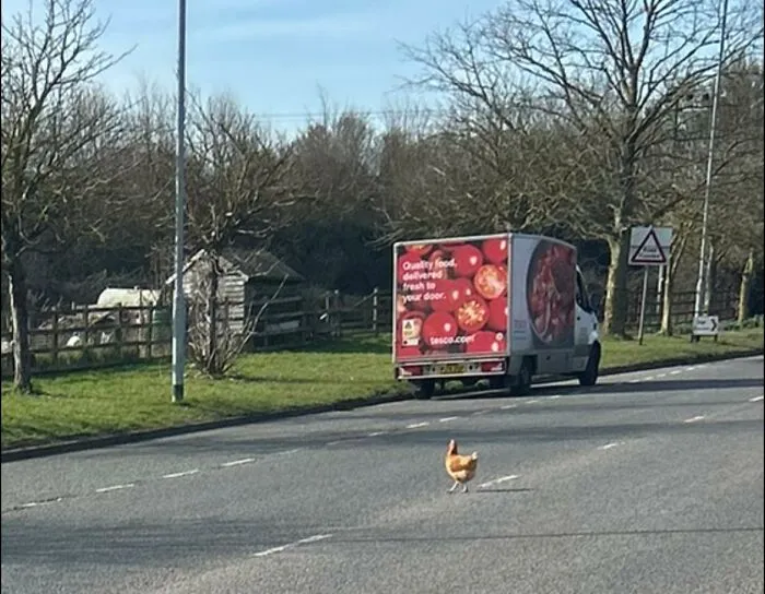 British humor: a chicken crossing in front of a delivery van on a rural road.