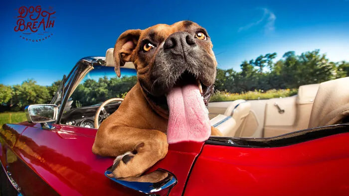 This Photographer Took Wholesome Photos Of Shelter Dogs On Their Greatest Adventure (5 Pics)